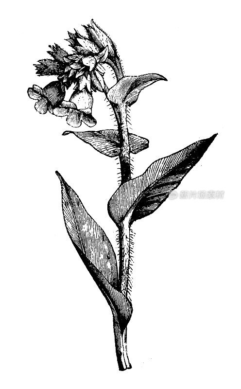 古植物学插图:officinalis, lungwort